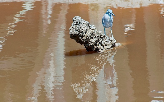 A bird is standing on a rock in a muddy pond. The bird is looking to the right