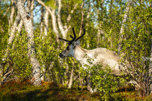 Reindeer, Rangifer tarandus in forest, having big antlers, Stora sjöfallet national park, Swedish Lapland, Sweden