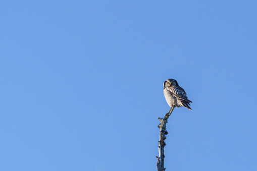 Northerna hawk-owl, Surnia ulula sitting in top of an old tree in Swedish Lapland, Sweden