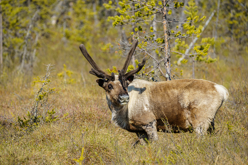 A Bull Elk searches for food in Yellowstone National Park