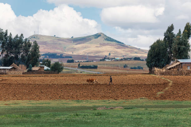 OROMIA REGION, ETHIOPIA, APRIL 19.2019, Unknown Ethiopian farmer cultivates a field with a traditional primitive wooden plow pulled by cows on April 19. 2019 in Oromia Region, Ethiopia