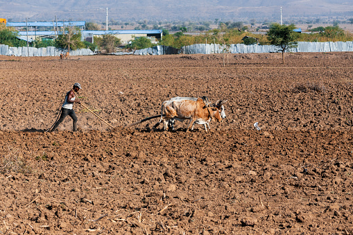 OROMIA REGION, ETHIOPIA, APRIL 19.2019, Unknown Ethiopian farmer cultivates a field with a traditional primitive wooden plow pulled by cows on April 19. 2019 in Oromia Region, Ethiopia