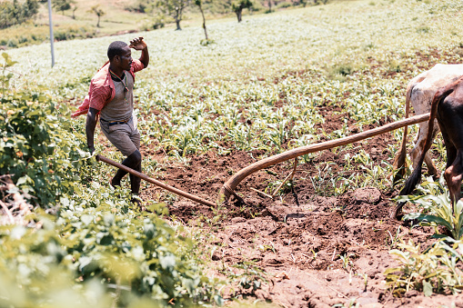 Southern Nations Region, Ethiopia - May 10, 2019: Unknown poor Ethiopian farmer cultivates a field with a traditional primitive wooden plow pulled by cows and oxen to cultivate a field.
