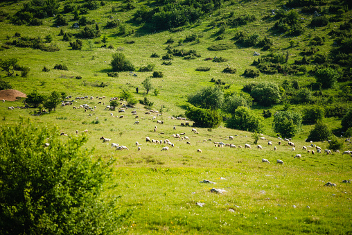 A shepherd in blue work clothes grazes a flock of sheep in an eco farm freely on the meadow