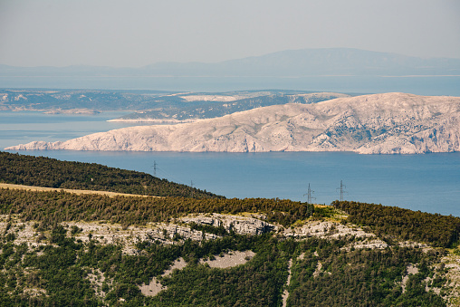 Forest in the Croatia