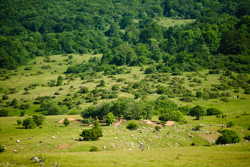 Croatia meadows and animals