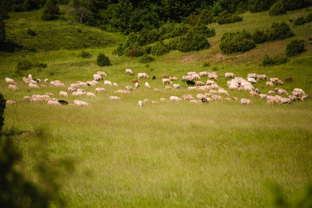 Croatia meadows and animals