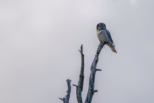 Northerna hawk-owl, Surnia ulula sitting in top of an old tree in Swedish Lapland, Sweden