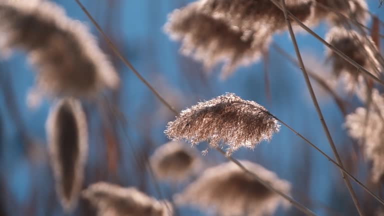 close up Dry marsh grass sways in the wind under the snow in winter. Beautiful natural background