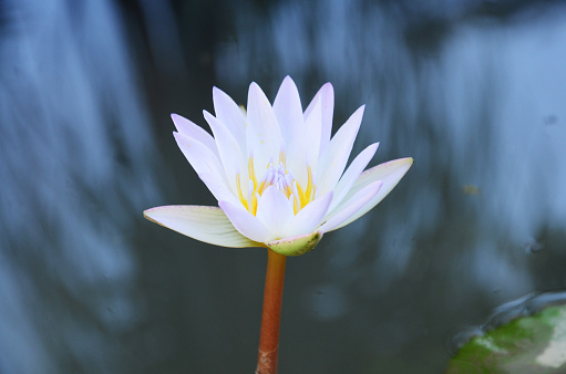 White yellow lotus flower or lilly blossom and Nymphaeaceae flora in water pond at garden park outdoor of of Wat Phra Singh or Phra Sing temple in Chiang Rai, Thailand