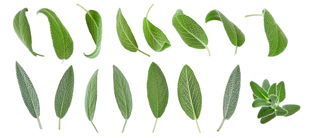 Sage leaves isolated in white. Set of flying basil leaves for design. Ingredient, spice for cooking. Food levitation concept. Green sage leaves collection top view.