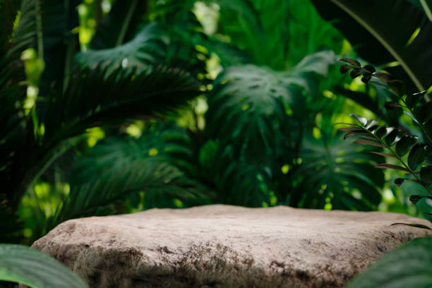 Stone table top in jungle forest with blur palm tree. Natural tropical scene for organic product placement podium background.