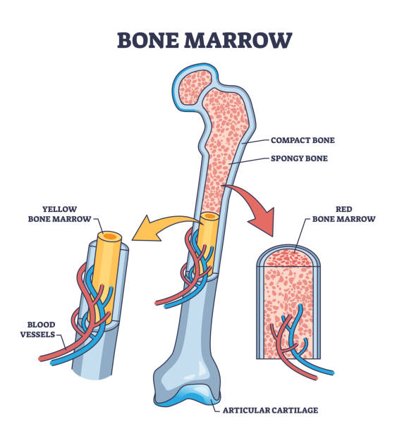 50+ Bone Marrow Cross Section Illustrations - iStock