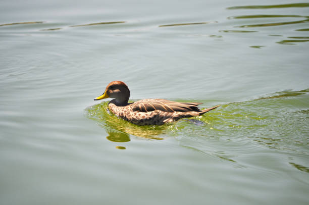 istock Beautiful duck swimming in the lagoon 2081127074