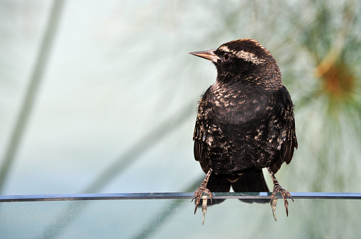 Female trile bird perched on a railing