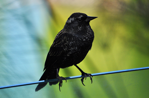 Small female trile bird perched on a railing