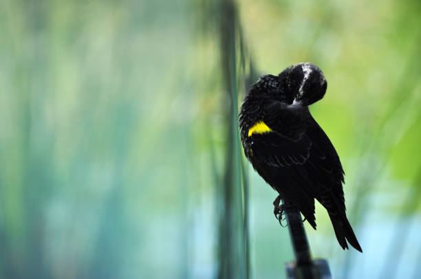 Beautiful male trile bird preening