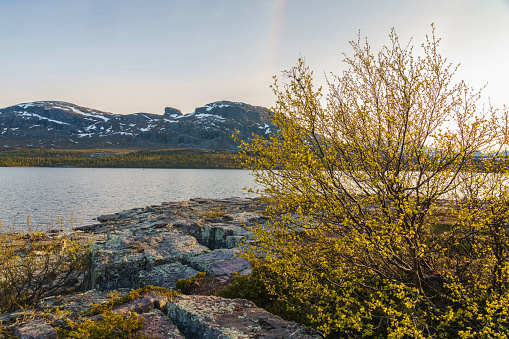 Spring in Stora sjöfallet national park with sunny evening and budding birch trees and mountain in background, Gällivare county, Swedish Lapland, Sweden