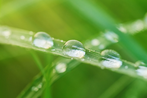 Water drops on green leaf against blurred background. Transparent drops of water dew on grass, close up. Drops of rain or dew on grass and leaves on a blurred background. Natural background. Drops of dew on a green grass. Blur background of green grass with dew drops on meadow. Shallow depth of field