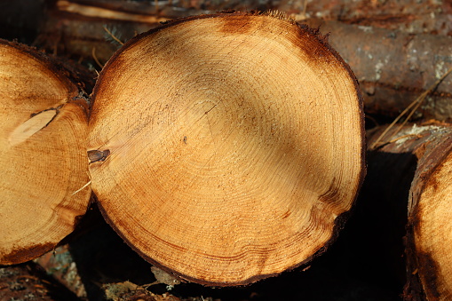 View through a cross section of a felled conifer tree