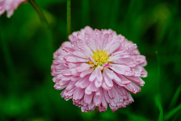 Pink Daisy flower with water drops on a blurred green background, selective focus
