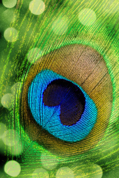 istock Peacock feather close-up with bokeh light 2081154616