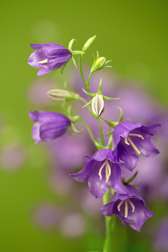 A DSLR photo of beautiful Bluebell flowers (Campanula) on a green defocused background. Shallow depth of field.