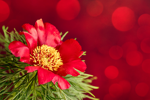 Close-up of a beautiful wild peony flower (Paeonia tenuifolia), rare plant. It's a herbaceous species of peony that is called the steppe peony or the fern leaf peony. Red background with beautiful bokeh light, space for copy.