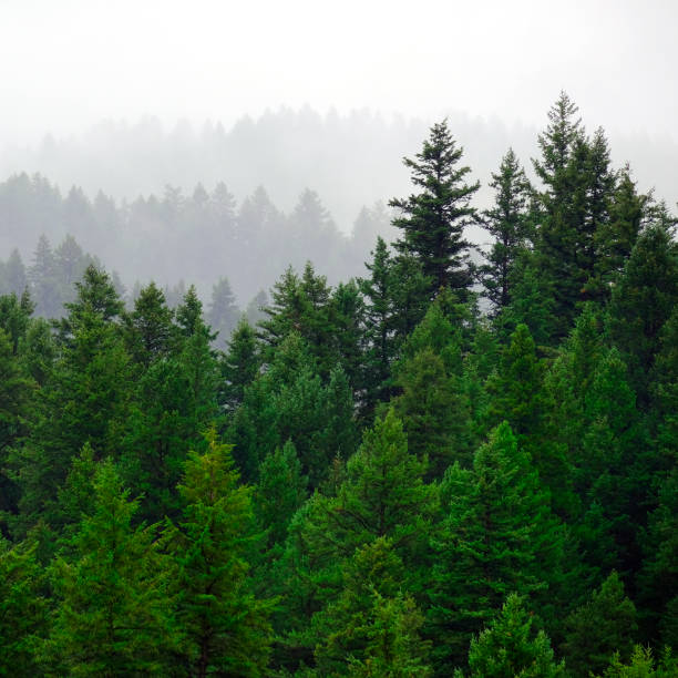 istock Rainy Lush Green Pine Tree Forest Forrest in Wilderness Mountains 2081172448