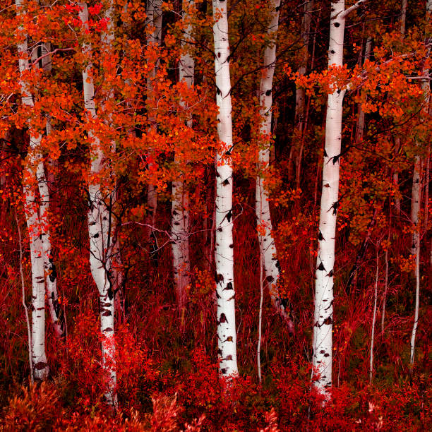 istock Aspen Trees in Fall with Colors Lush Forest Birch 2081172485
