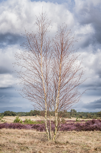 Lonely Birch Tree on Sandy Dunes Under Cloudy Sky. A solitary birch tree stands bare among purple heather on the sandy dunes, with a dramatic cloudscape in the Netherlands