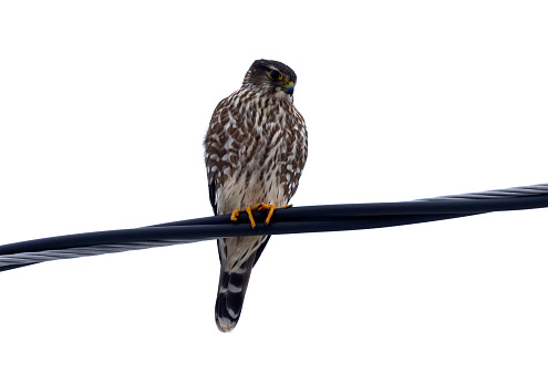 The Merlin , juvenile bird.  Is a small species of falcon.