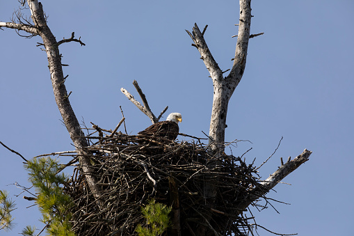 Bald Eagles building nest in Montana of western USA of North America.