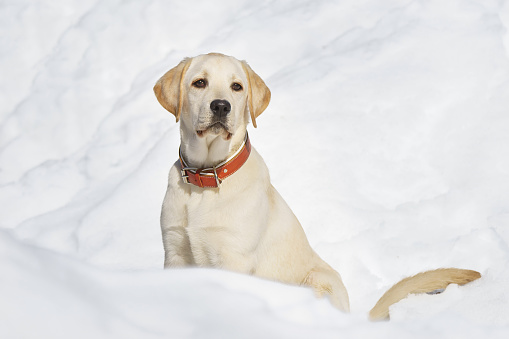 Happy labrador puppy having fun outdoors during foggy winter day