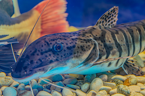tiger shovelnose catfish swimming in a tank with a decorative ornament. The catfish has a patterned body with distinctive barbels. leopart catfish or Redtail X tiger shovelnose