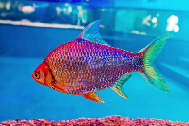 This image shows a colorful fish swimming in a clear tank filled with gravel. The fish has vibrant orange body with black stripes and a yellow tail. This image shows a colorful fish swimming in a clear tank filled with gravel. The fish has a vibrant orange body with black stripes and a yellow tail. indian triggerfish or melichthys indicus stock pictures, royalty-free photos & images