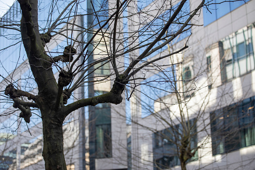 Nature in the city: Tree in front of a modern office building in the EU Quarter of Brussels