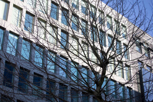 Nature in the city: Tree in front of a modern office building in the EU Quarter of Brussels