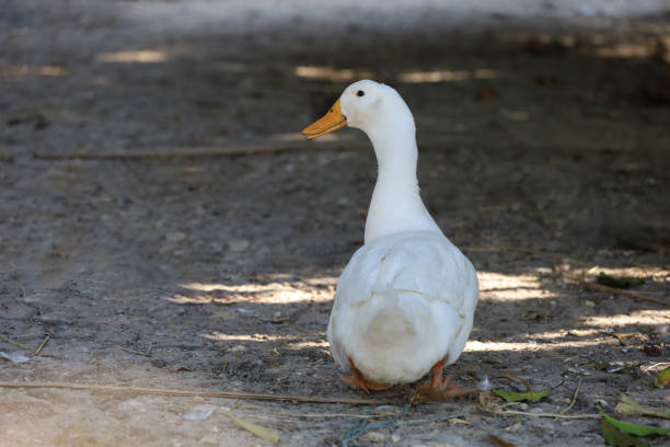 istock The white duck in summer at farm thailand 2081214971