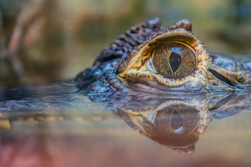 Crocodile eye up closeup. Macro scene of crocodile eye. Crocodile eye. Reflection in the water