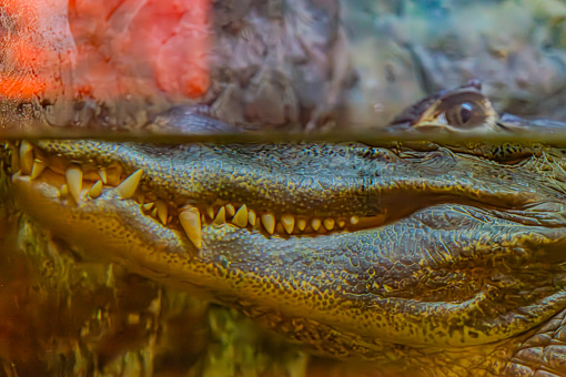 Closeup Eye of Green Iguana, Looks like a Dragon