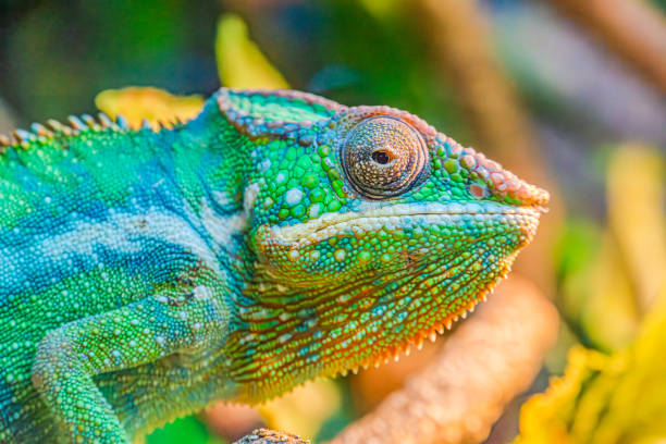 istock chameleon perched on a branch. The chameleon's skin is a mottled brown color, effectively camouflaging it against the bark. Chameleons are known for their ability to change color to blend 2081224155