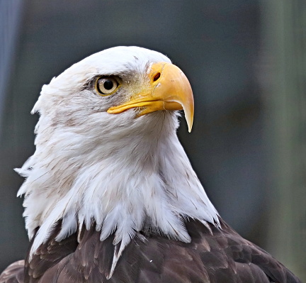 a series of images of Bald eagles from different places and different time periods, including nesting