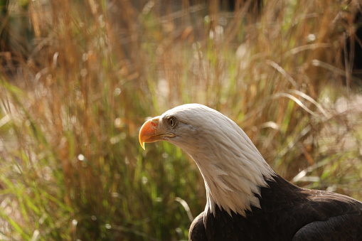 Close up view of a Bald Eagle on Vancouver Island.