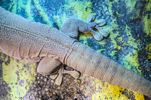 reptile's legs, gecko or a lizard. The legs are positioned for climbing, with visible toes that may or may not have specialized climbing pads. Closeup the foot of the tokay gecko.