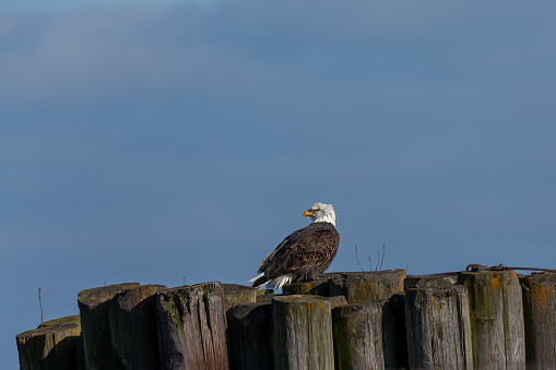 a series of images of Bald eagles from different places and different time periods, including nesting