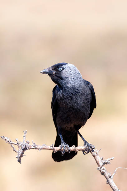 istock Western jackdaw drinking water in a pond. 2081228993