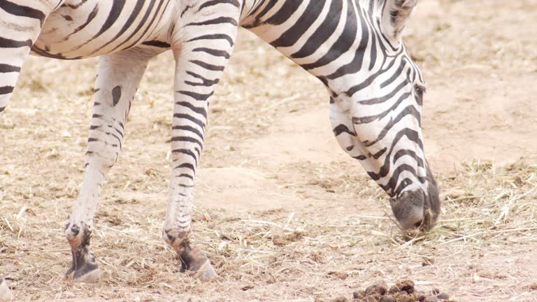 Zebra is bending down eat grass.