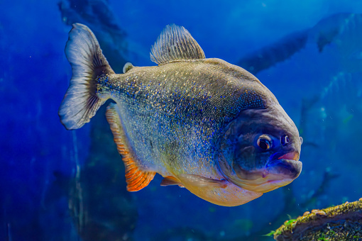 Piranha, Pygocentrus nattereri swimming in aquarium pool with green seaweed. Famous fresh water fish for aquarium hobby. Aquatic organism, underwater life, aquarium pet