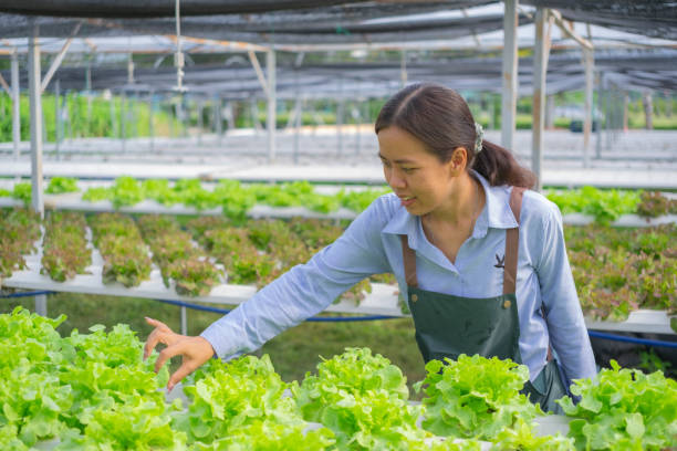 istock Asian female farmer inspects produce in her vegetable plot 2081238498